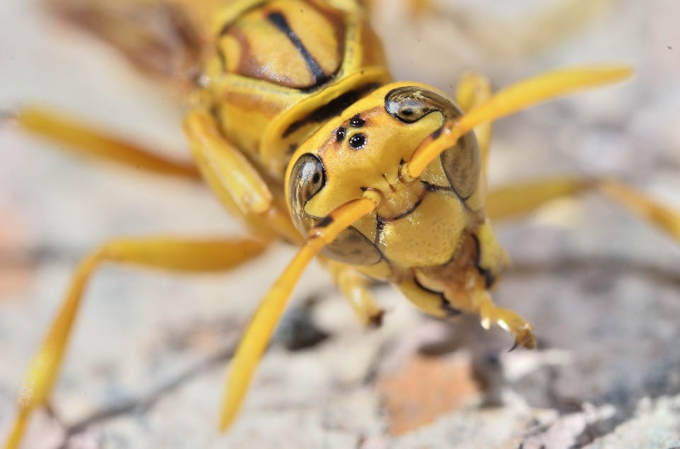 How Wasps and Bees are Different