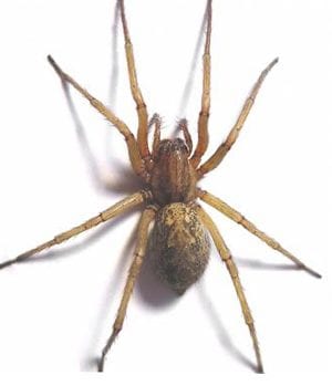 hobo spider