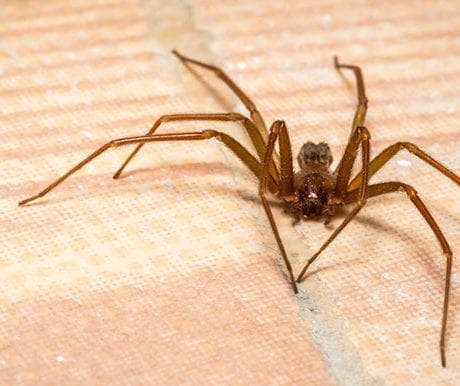 brown recluse spider