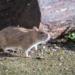 Are Rats in My Backyard a Problem? - Norway rat on ground outside near logs