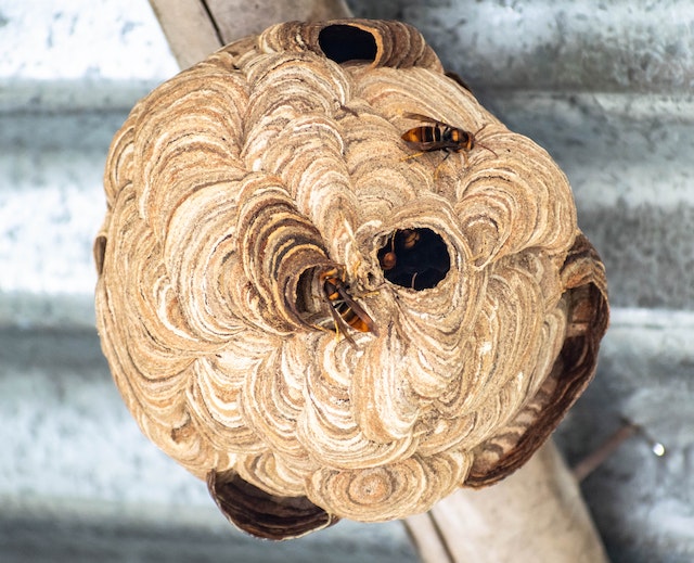 Hornet Nest