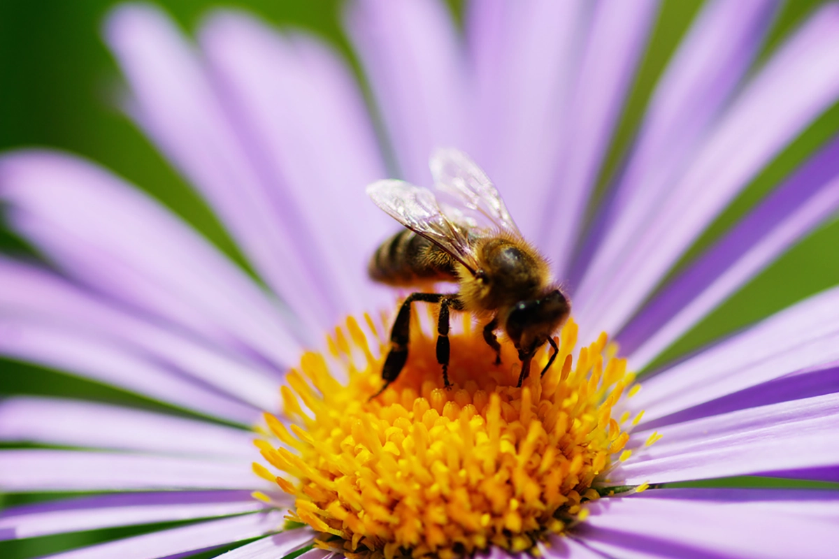 Which Bees Sting?