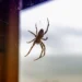 The Most Dangerous Spiders in the PNW