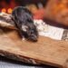 How to Stop a Rodent Infestation - rat on fire wood