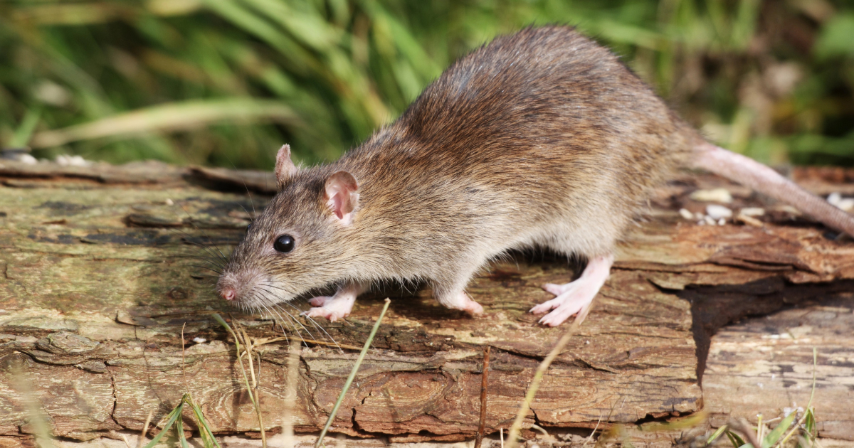 Rodent Season is Here: 5 Ways to Make Your Home Ready