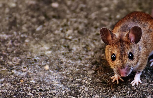 How to Get Rid of Rats and Mice Safely