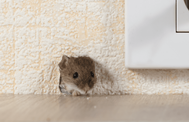 Will a Rat Trap Work on Mice?