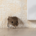 Will a Rat Trap Work on Mice? photo of mouse head coming out from inside a wall